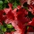 Rhododendron ambiguum